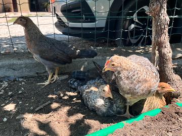 Galline Legbar