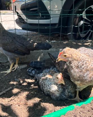 Galline Legbar