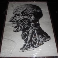 Balbi Filippo Testa anatomica riproduzione stampa.