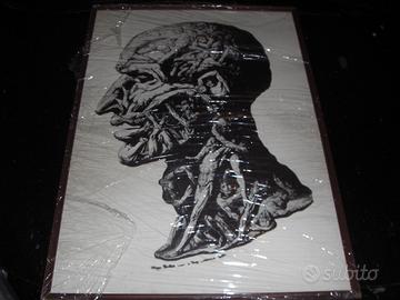 Balbi Filippo Testa anatomica riproduzione stampa.