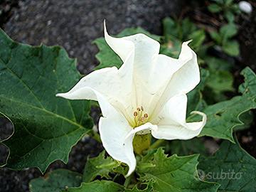 Semi Datura Stramonium