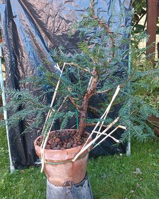 Pre bonsai tasso