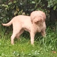 Lagotto Romagnolo femmina