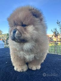 Chow chow cucciolo