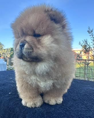 Chow chow cucciolo