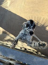 Setter inglese cucciolo