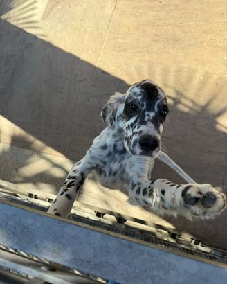 Setter inglese cucciolo