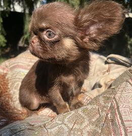 Cucciolo di chihuahua toy chocolat tan