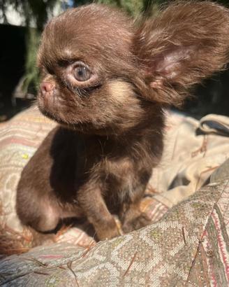 Cucciolo di chihuahua toy chocolat tan
