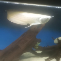 Arowana silver tropicale