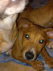 Cuccioli nati il 30 dicembre