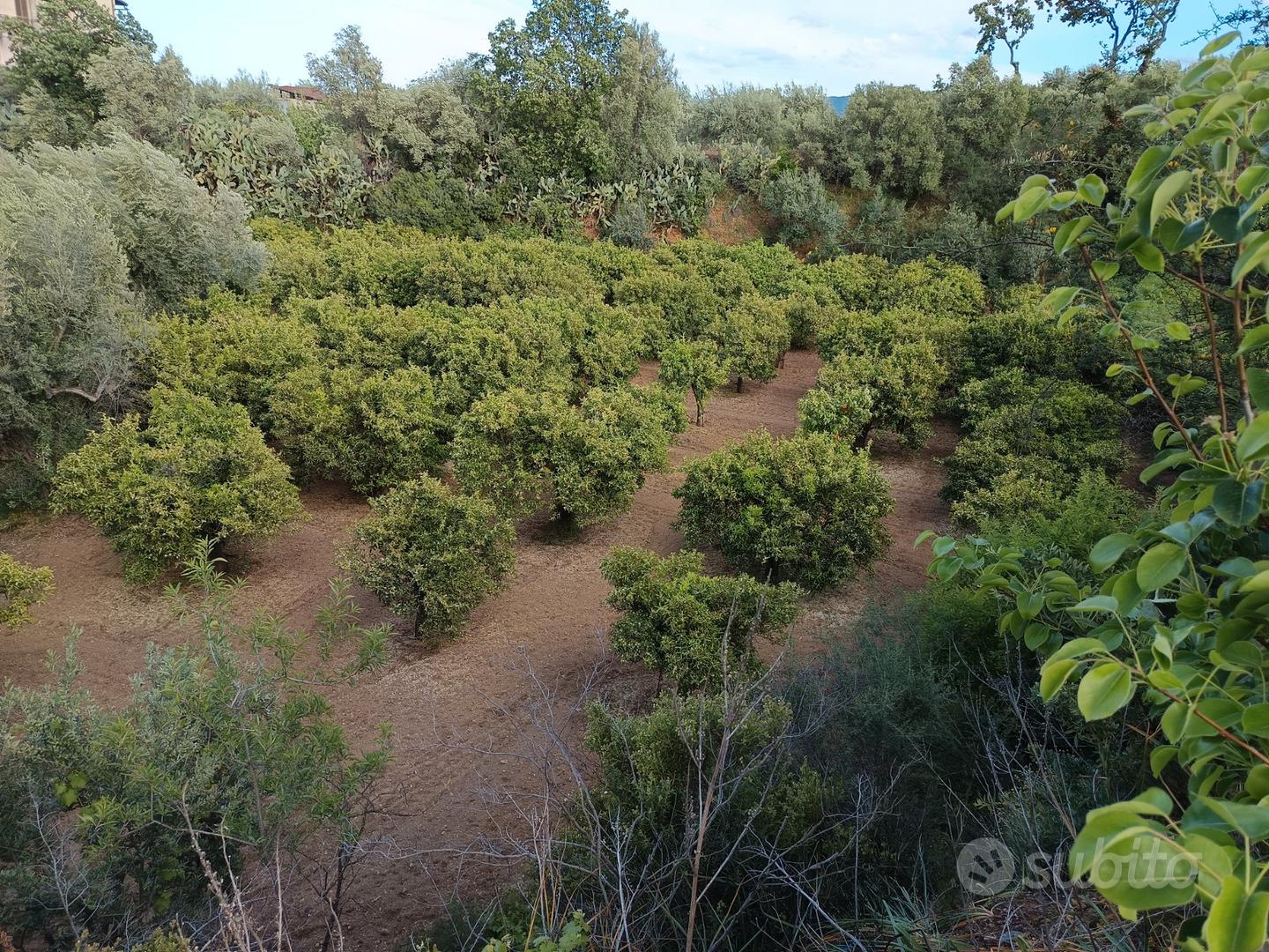 Terreno vicinissimo allo Scalo di Corigliano - Vista 3