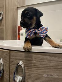 Cuccioli femmine Pinscher nano