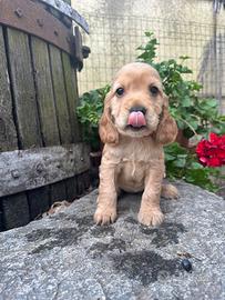 Cuccioli cocker spaniel fulvi