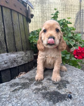 Cuccioli cocker spaniel fulvi