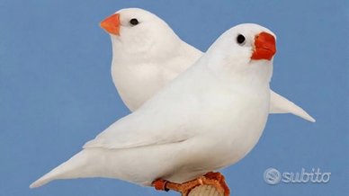 Diamanti Mandarino Bianchi