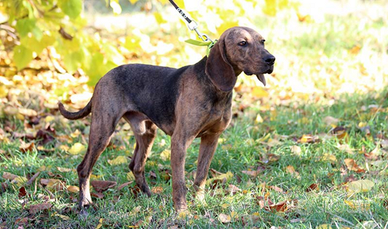 Segugio Dei Balcani da caccja