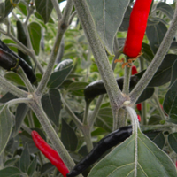 20 semi peperoncino Acrata + gift