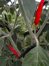 20 semi peperoncino Acrata + gift