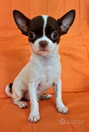 Chihuahua maschio di 3 mesi a pelo corto