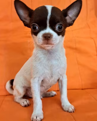 Chihuahua maschio di 3 mesi a pelo corto