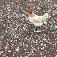 Galline