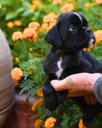 Boxer cucciolo