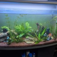 Acquario