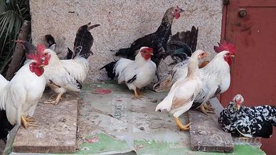 Galline galletti bantam chabo ko shamo serama
