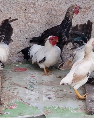 Galline galletti bantam chabo ko shamo serama