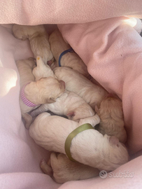 Cuccioli di Labrador