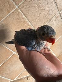 Pulli imbecco parrocchetti dal collare baby