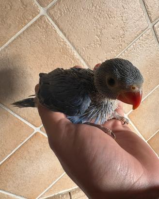 Pulli imbecco parrocchetti dal collare baby