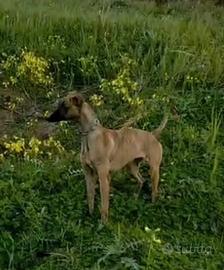 Levriero whippet