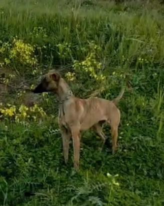 Levriero whippet