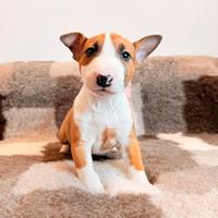 Bull terrier miniature