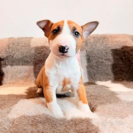 Bull terrier miniature