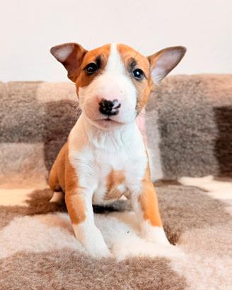 Bull terrier miniature