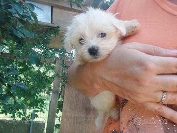 Mal maltese
