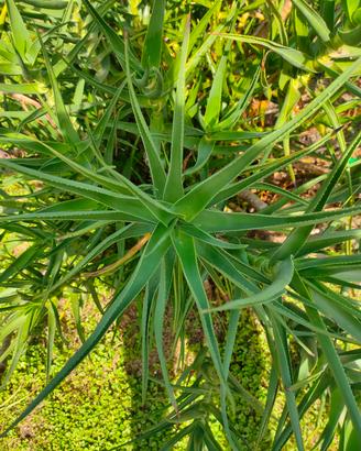 Aloe Ferox 