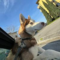 Husky siberiano occhi azzurri