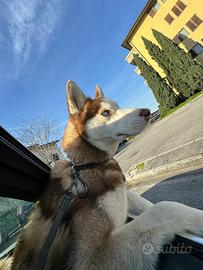 Husky siberiano occhi azzurri