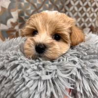 Maltipoo cucciolo