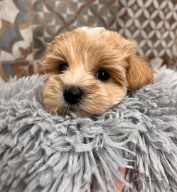 Maltipoo cucciolo