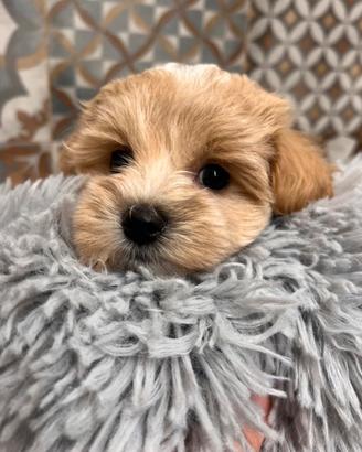 Maltipoo cucciolo