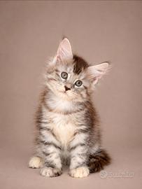 Maine coon cuccioli