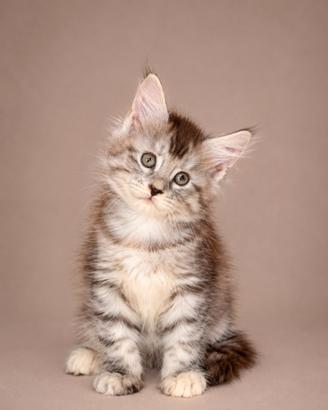 Maine coon cuccioli
