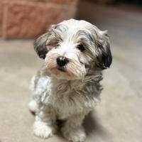 Cuccioli mix Maltese