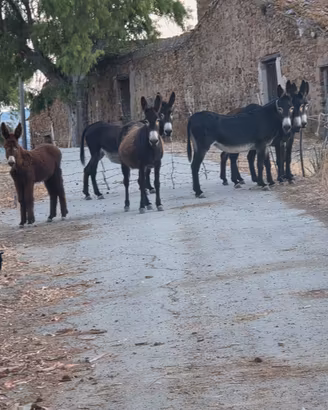 Asini ragusani iscritti 