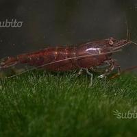 Neocaridina Davidi Chocolat Sakura, caridina
